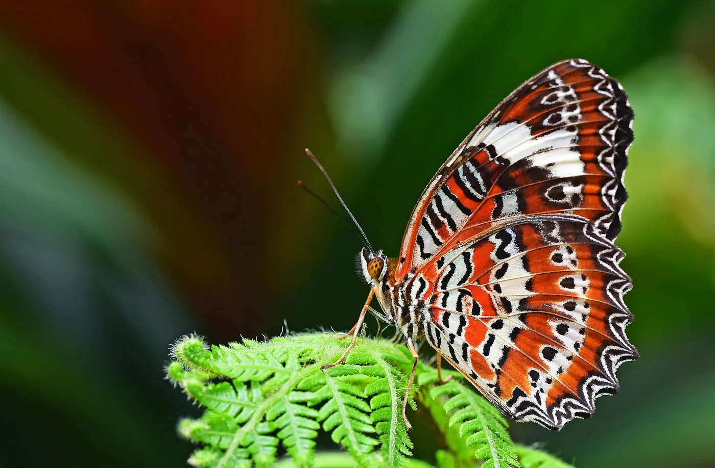 Colorful butterfly